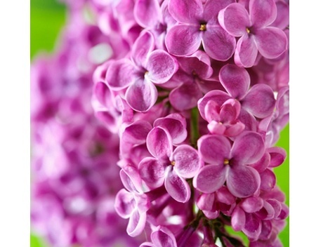 Lilacs