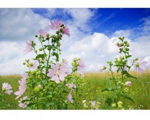 Fragrance oil for pour and melt soap musk