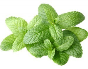 Fragrance oil for pour and melt soap fresh mint